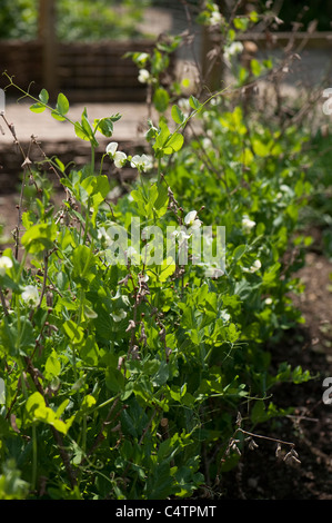 Pisum sativum 'Meteor' in fiore Foto Stock