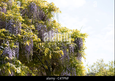 Il Glicine floribunda 'Multijuga' in fiore Foto Stock