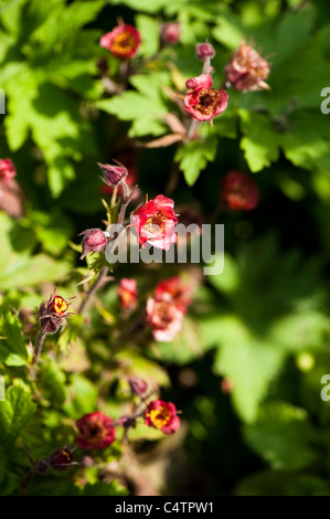 Geum 'fiamme di passione" in fiore Foto Stock