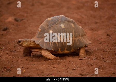 Irradiata tartaruga (Astrochelys radiata). Maschio nel perseguimento in cerca di una donna che sta cercando di eludere le attenzioni. Madagascar. Foto Stock