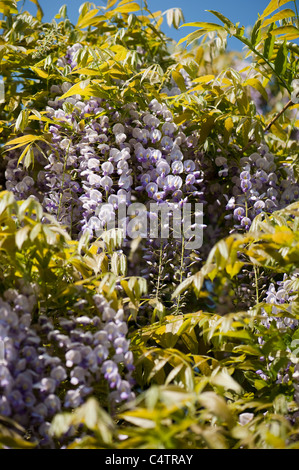 Il Glicine floribunda 'Multijuga' in fiore Foto Stock