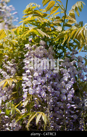Il Glicine floribunda 'Multijuga' in fiore Foto Stock