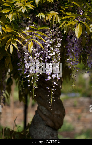 Il Glicine floribunda 'Multijuga' in fiore Foto Stock