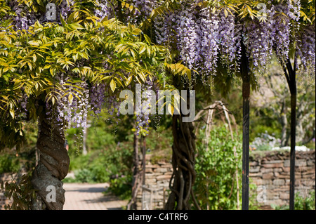 Il Glicine floribunda 'Multijuga' ad RHS Rosemoor, Devon, Inghilterra, Regno Unito Foto Stock