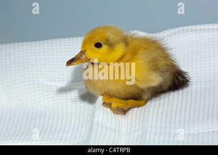 Anatroccolo (Anas platyrhynchos). Addomesticazione variante colore forma di wild Mallard. Foto Stock