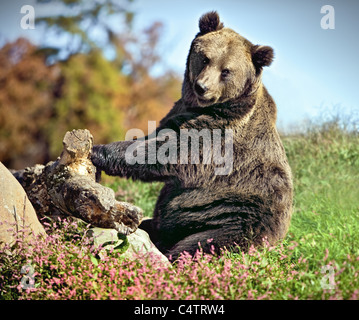 Grande orso grizzly seduto su erba con espressione carino Foto Stock