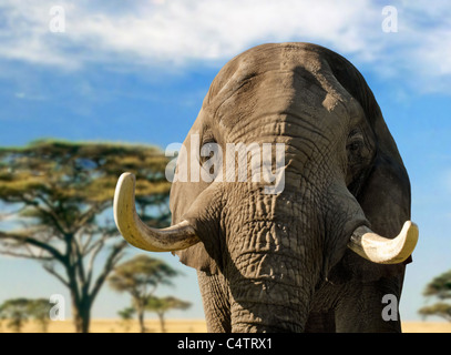 Grande elefante di testa con grandi zanne stagliano Foto Stock