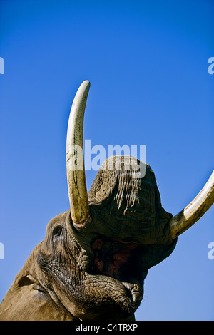 Testa di elefante da sotto con molto lunga zanne Foto Stock