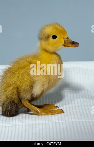 Anatroccolo (Anas platyrhynchos). Addomesticazione variante colore forma di wild Mallard. Foto Stock