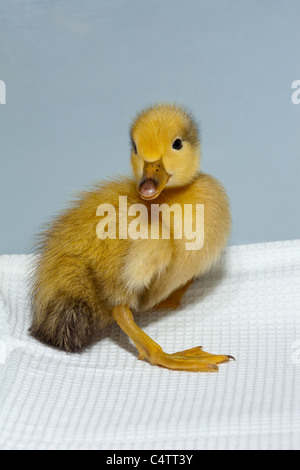 Anatroccolo (Anas platyrhynchos). Addomesticazione variante colore forma di wild Mallard. Foto Stock
