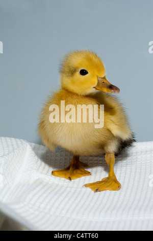 Anatroccolo (Anas platyrhynchos). Addomesticazione variante colore forma di wild Mallard. Foto Stock