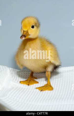 Anatroccolo (Anas platyrhynchos). Addomesticazione variante colore forma di wild Mallard. Foto Stock