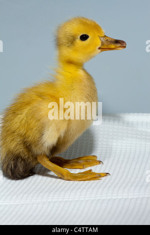 Anatroccolo (Anas platyrhynchos). Addomesticazione variante colore forma di wild Mallard. Foto Stock