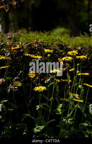 Doronicum 'Miss Mason' in fiore Foto Stock