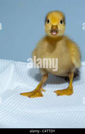 Anatroccolo (Anas platyrhynchos). Addomesticazione variante colore forma di wild Mallard. Foto Stock