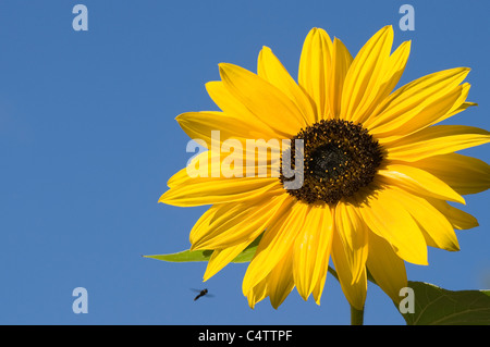 Primo piano di un bellissimo girasole giallo colorato (testa di fiore) (Helianthus Annus) cielo blu luminoso e insetto in volo - Inghilterra, GB, Regno Unito. Foto Stock