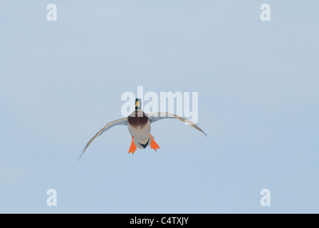 Mallard drake sbarco (Anas platyrhynchos) Foto Stock