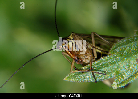 Mosca dello Scorpione Foto Stock