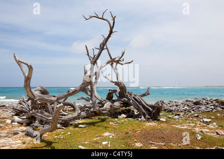 Paesaggio a Bonaire sul lato sud con vista sulla baia Lac. Antille olandesi. Foto V.D. Foto Stock