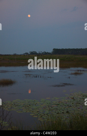 Full Moon Rising su marsh in St Marks National Wildlife Refuge, Florida, Stati Uniti d'America Foto Stock