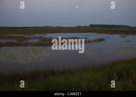 Full Moon Rising su marsh in St Marks National Wildlife Refuge, Florida, Stati Uniti d'America Foto Stock