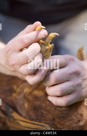 Controllare lo stato di un pollo di griffe per assicurarsi che sia un sano e felice uccello Foto Stock