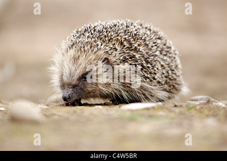 Riccio, Erinaceus europaeus, unico mammifero, Midlands, Giugno 2011 Foto Stock