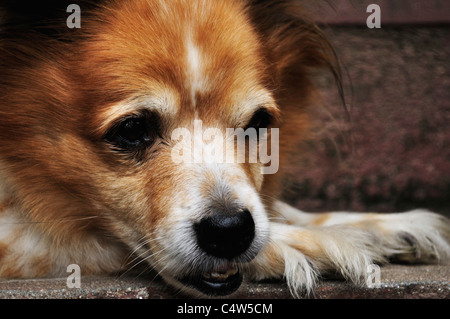 Cane, Bhaktapur, Bhaktapur District, Bagmati, Madhyamanchal, Nepal Foto Stock