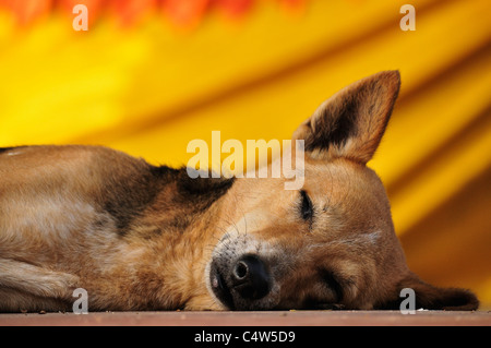 Cane, tempio di Mahabodhi, Bodh Gaya, Gaya distretto, Bihar, in India Foto Stock