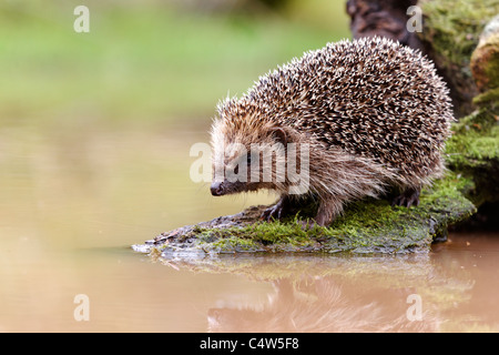 Riccio, Erinaceus europaeus, unico mammifero mediante acqua, Midlands, Giugno 2011 Foto Stock