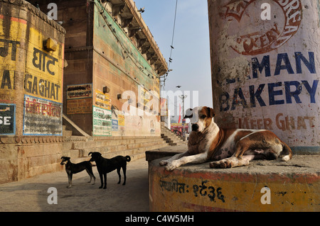 Cani, Ghats, Varanasi, Uttar Pradesh, India Foto Stock