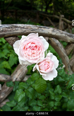 Giardini di Shakespeare a Central Park di New York City le rose rosa Foto Stock