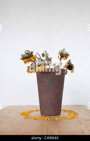 Girasoli striminziti in vaso Foto Stock