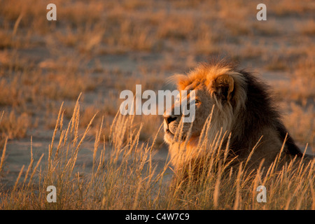 Lion (Panthera Leo) In Kgalagadi Transfontier Park, Sud Africa Foto Stock