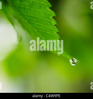 Studio shot di acqua caduta sulle foglie Foto Stock