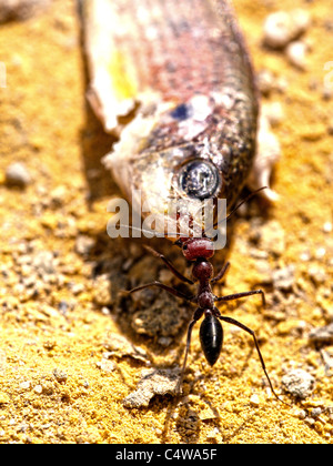 Ant graping un piccolo pesce Foto Stock