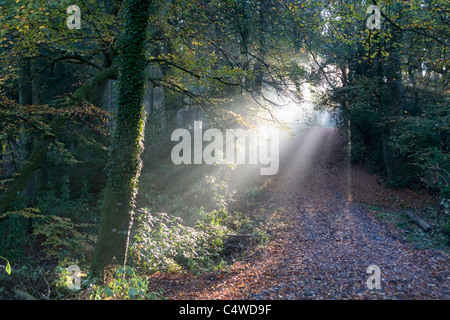 Fasci di luce che illuminano un suolo della foresta Foto Stock