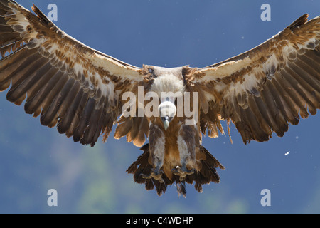 Grifone (Gyps fulvus) in atterraggio,Pirenei, Spagna Foto Stock