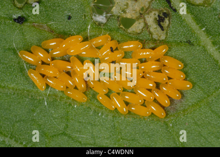 Verde scarabeo dock (Gastrophysa viridula) uova su larga foglia dock (Rumex obtusifolius) Foto Stock