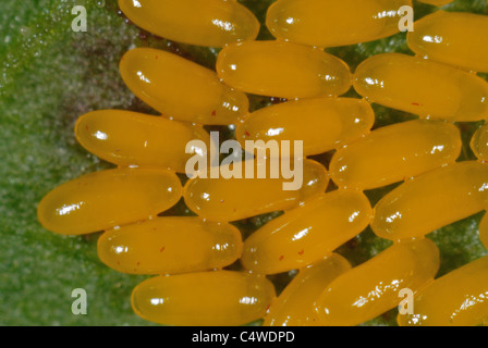 Verde scarabeo dock (Gastrophysa viridula) uova su larga foglia dock (Rumex obtusifolius) Foto Stock