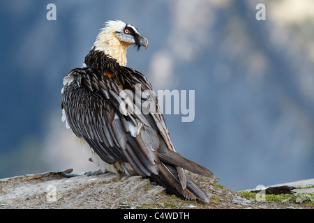 Lammergeier, gipeto (Gypaetus barbatus),adulto, Pirenei,Spagna. Foto Stock