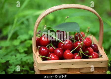 Cesto di fresche ciliege rosse sul prato ,Shallow Dof. Foto Stock