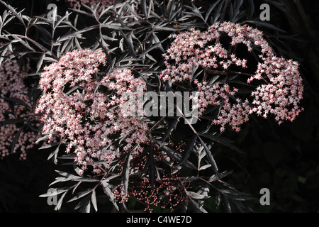 Il nero sambuco Sambucus nigra "pizzo nero' fiori di colore rosa con belle foglie di colore nero Foto Stock