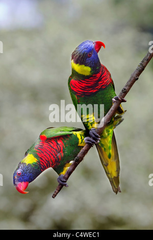 Rainbow Lorikeet; Trichoglossus haematodus; captive; Paradise Park; Cornovaglia Foto Stock