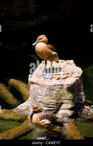 Cape Shelduck o Sud Africani, Shelduck Tadorna cana, Foto Stock