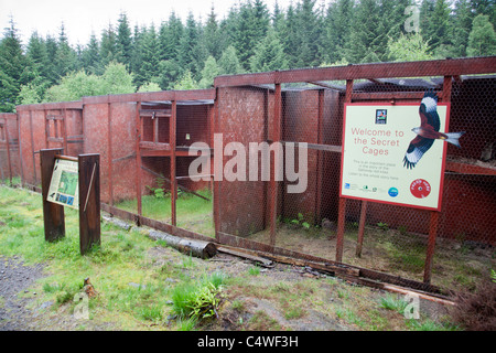 Aquilone rosso gabbie; Dumfries e Galloway; Scozia; aquilone rosso pulcini sono stati sollevati qui prima del rilascio Foto Stock