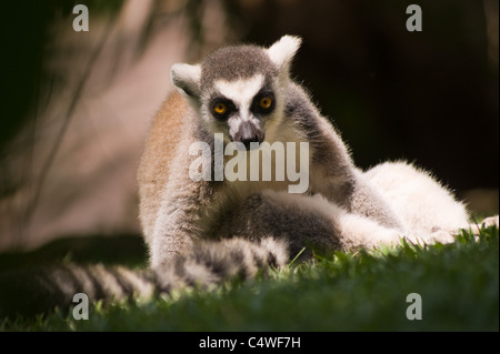 MADAGASCAR RING TAILED lemuri giocando sull'erba Foto Stock