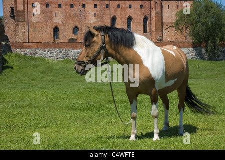 Vista del cavallo medievale con Ordine Teutonico castello in Swiecie, Polonia Foto Stock