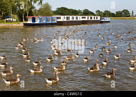 Graylag oche (Anser anser) su Hickling ampia con il boathouse in background, Norfolk, Inghilterra, Regno Unito. Foto Stock