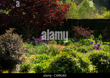 Il giardino a caldo in aprile, RHS Rosemoor, Devon, Inghilterra, Regno Unito Foto Stock
